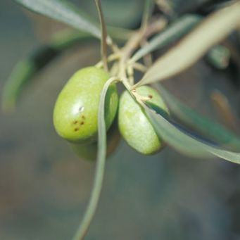 Raysa Andújar mosca de olivo