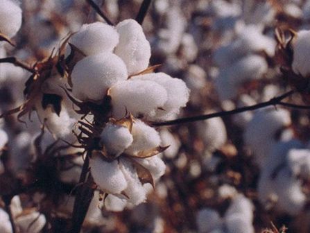 Raysa Andújar planta de algodón